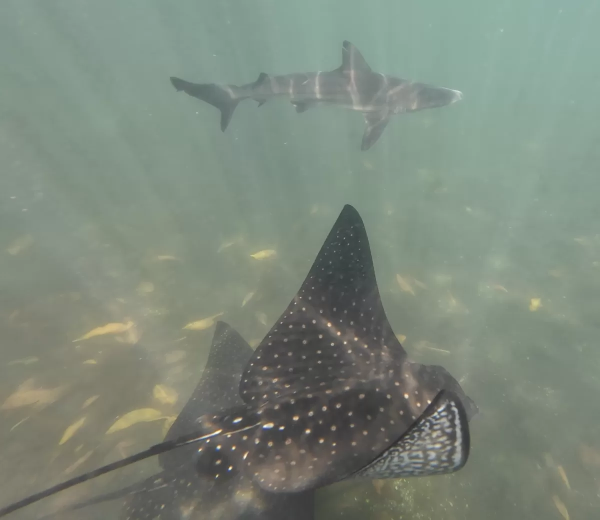 Underwater shot of two eagle rays swimming next to a whitetip shark.